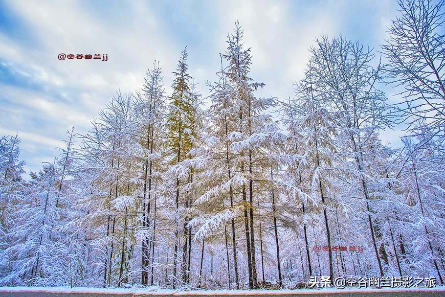 难道我误闯进了，被科考生态专家称为兴安奇景的，偃松幽径吗？
