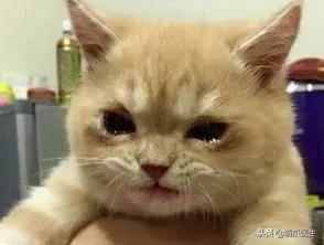 猫为什么喜欢屁股对着主人,猫对着人撅屁股是怎么回事
