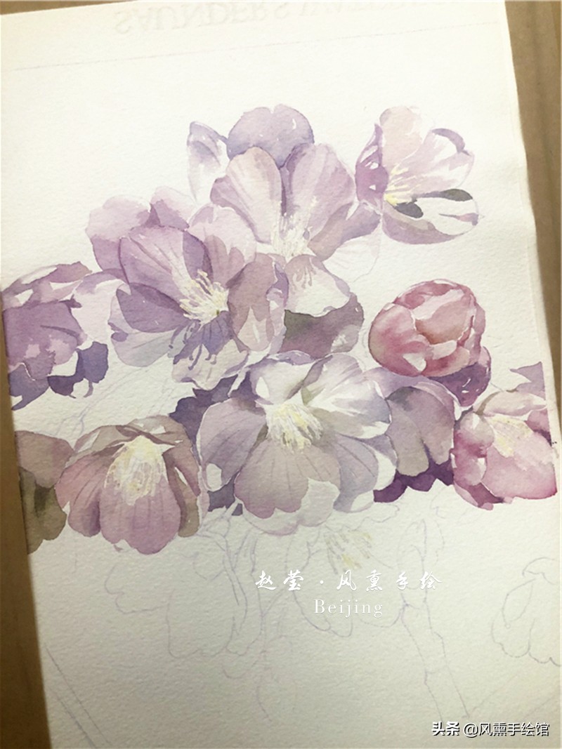 美丽的水彩樱花,水彩樱花图