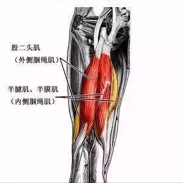 拉伸小腿后侧体式,空中瑜伽大腿后侧拉伸体式
