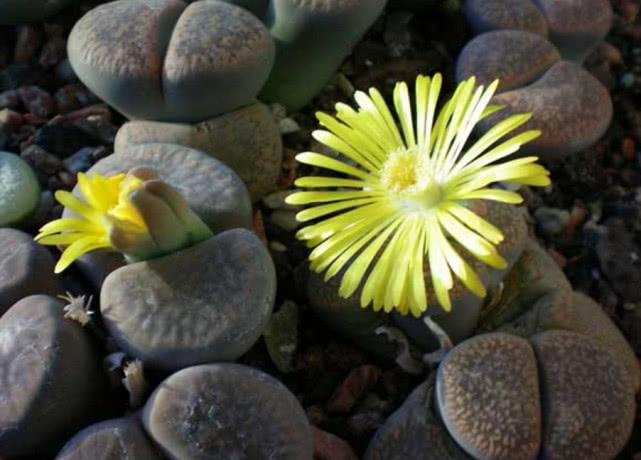 养生石花需要肥料吗,养生石花的养殖方法