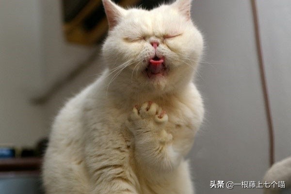 猫咪晕车怎么办，6大妙招轻松搞定，猫咪：舒服了