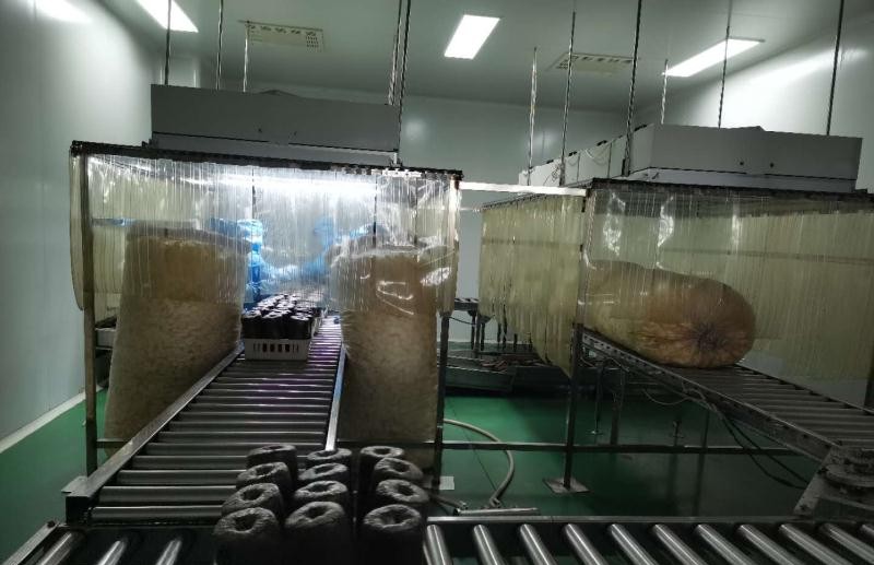 黑龙江鹤岗：政府鼎力相助“鼎尊生物”日产10万菌棒“不够卖”