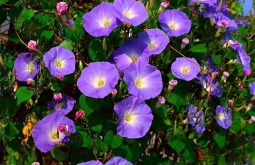 农村开满鲜花的小院图片,庭院墙上的喇叭花