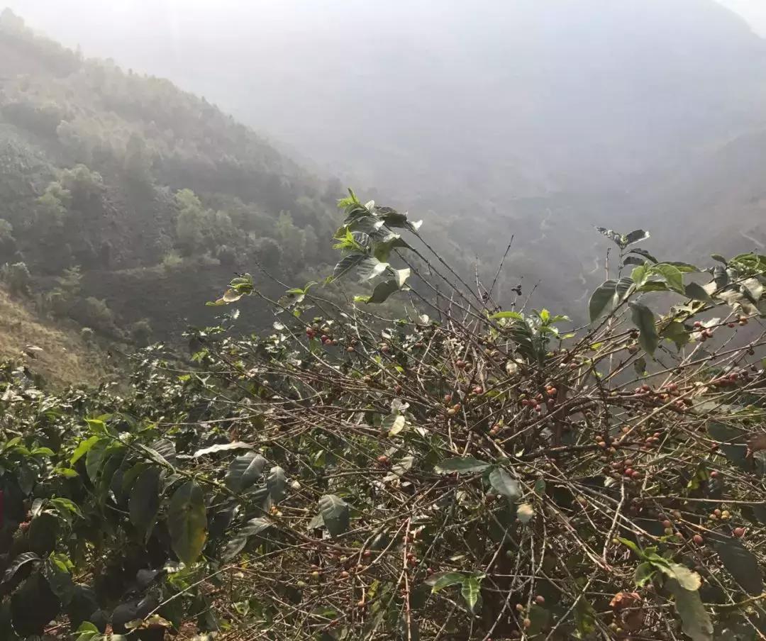 星巴克与云南咖啡豆的关系,星巴克云南咖啡豆上市