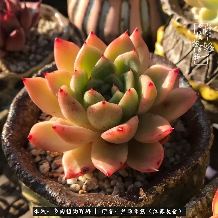 秋叶将落,秋叶即将落下你依然美丽