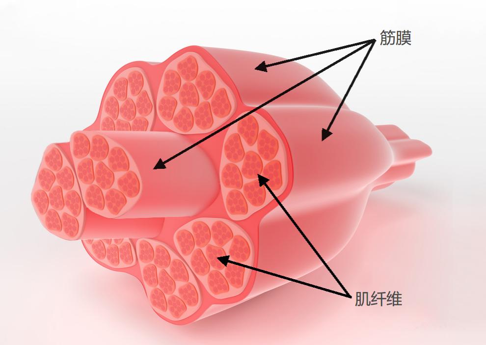 肌肉粘连锻炼可以恢复吗,运动完之后如何防止筋膜肌肉粘连