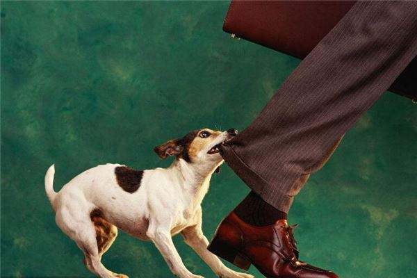 路人遇到恶狗挡道不能惹,在路上遇到恶狗该如何自救