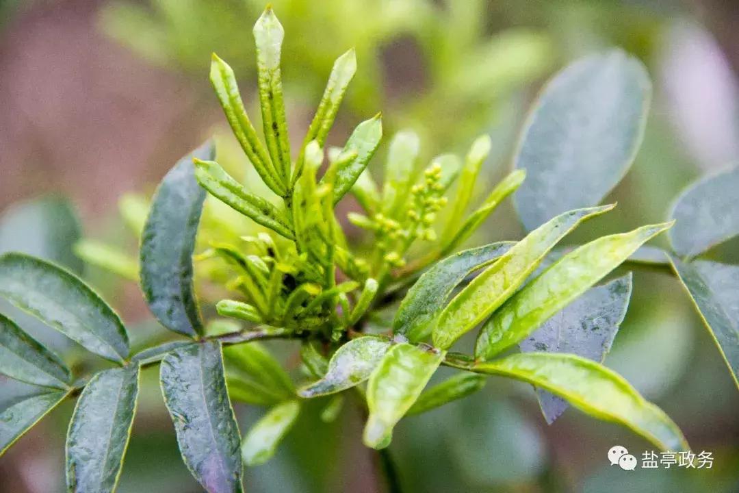 沃野千里风景图,山乡巨变之美不胜收