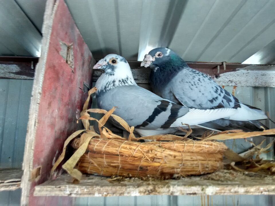 如何把过路鸽子引下来,怎么把鸽子变成一只信鸽