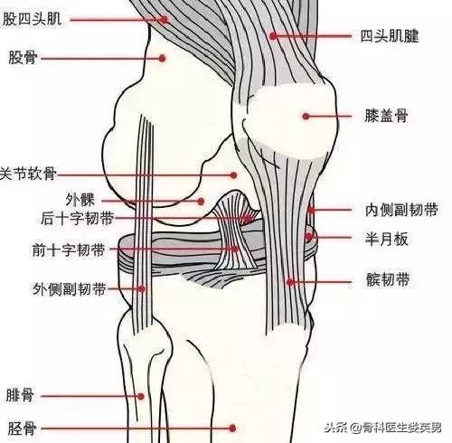 抖音推荐治疗膝关节的药是真的吗,膝关节锻炼之磨鹰爪