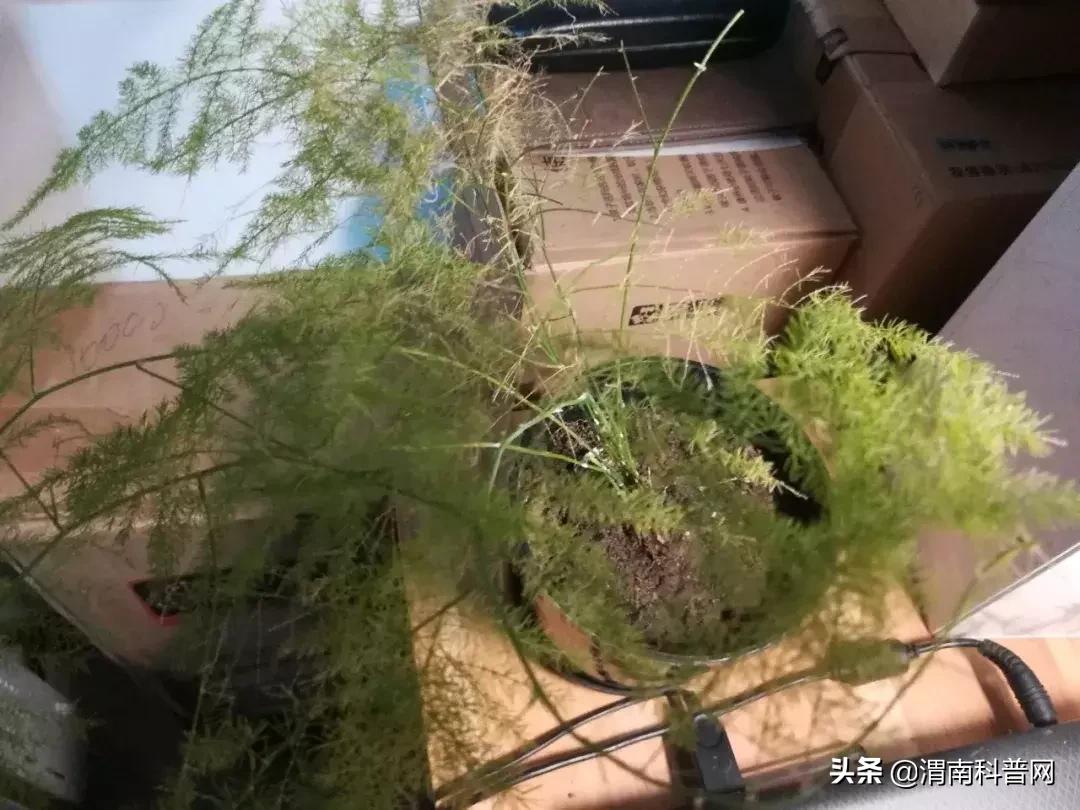 妞嶇墿鍡栧棖闀跨垎鐩嗕笉榛勫彾,鍏绘鐗╀竴涓槦鏈熶笉姝荤殑绉樻柟