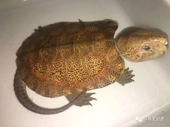 花龟冬眠与死亡的区别,龟冬眠醒后不吃食什么原因