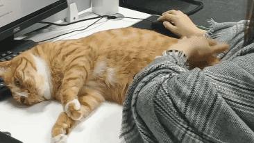 撸猫的好处是什么,撸猫为什么会使人开心