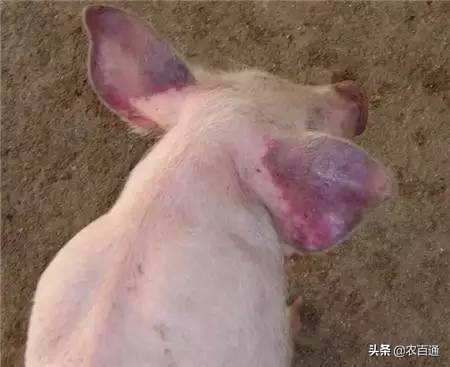 养猪注意预防2种秋季最常见的猪病：蓝耳病、口蹄疫