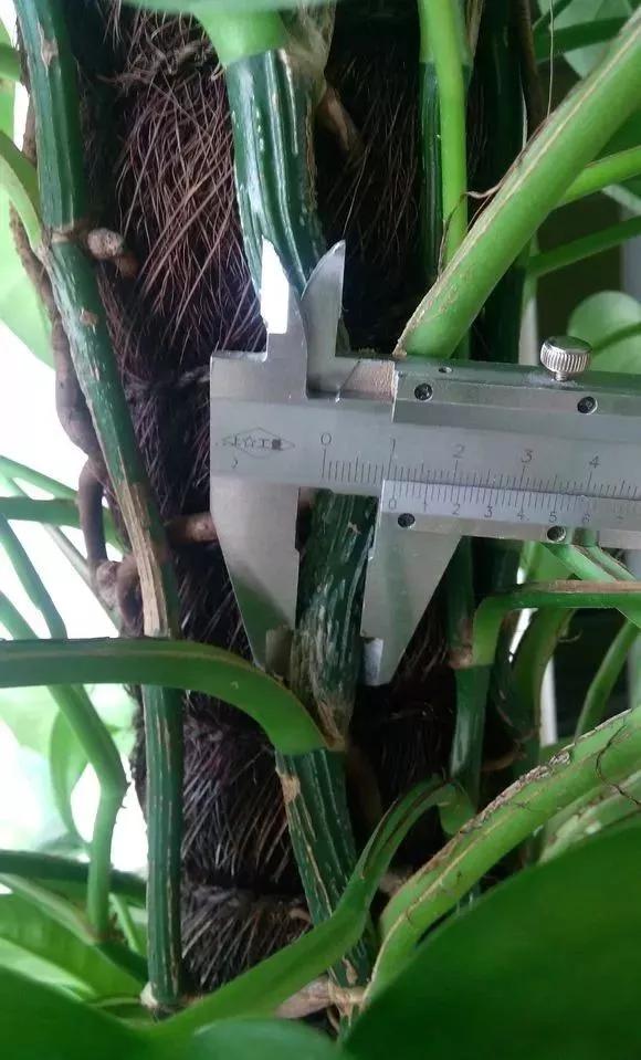 农村绿萝泛滥成灾,绿萝怎么防止烂根