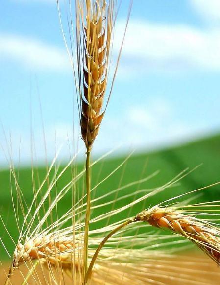 六种食物吃出嫩白肌肤,4种食物帮你吃出好肌肤