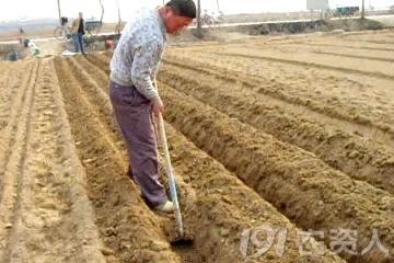 马铃薯免耕栽培技术视频,马铃薯高产栽培技术的参考文献