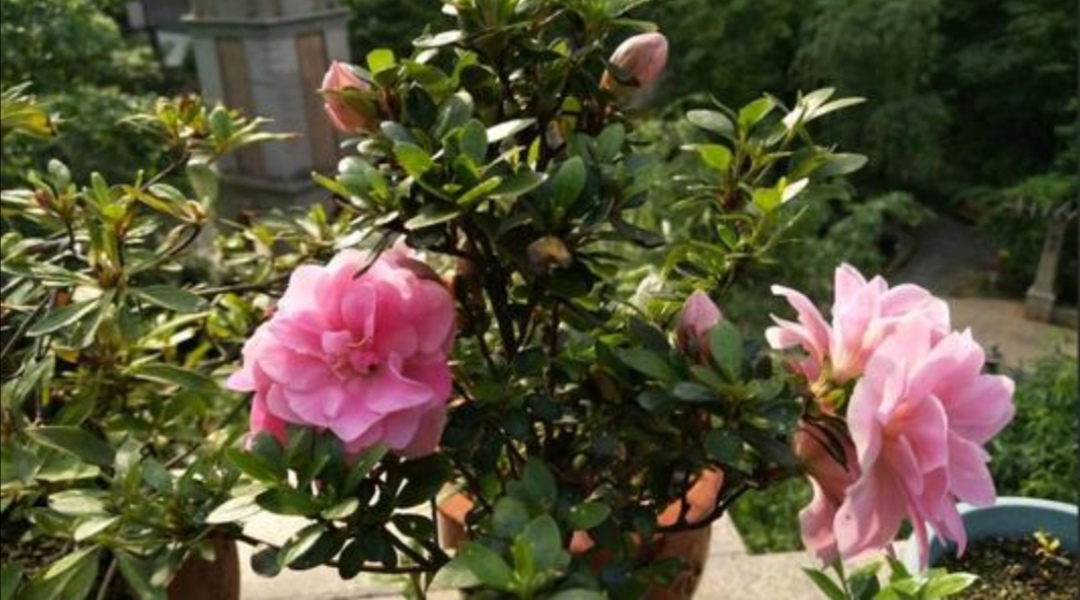 杜鹃有黄叶怎么回事,盆养杜鹃黄叶花朵未开枯萎