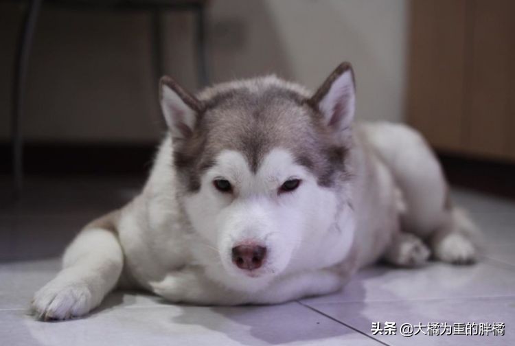 犬界中哪些狗狗性格最温顺,狗界中六种智商比较低的狗狗