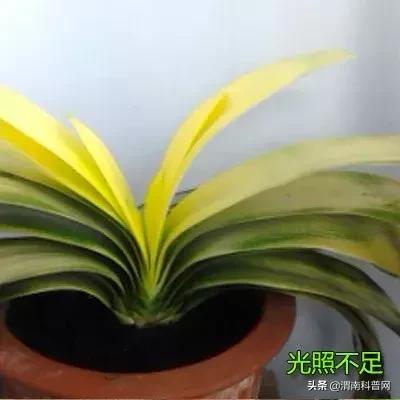 妞嶇墿鍡栧棖闀跨垎鐩嗕笉榛勫彾,鍏绘鐗╀竴涓槦鏈熶笉姝荤殑绉樻柟