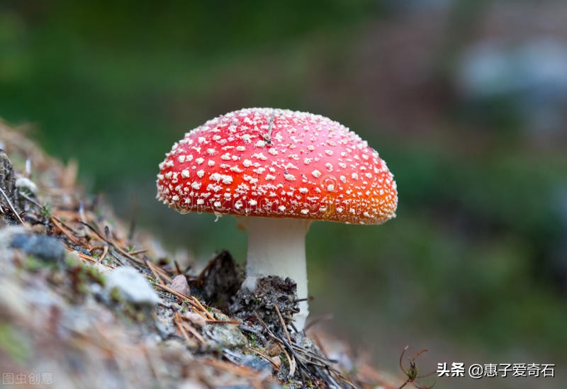 文玩剧毒有哪些,四种文玩有毒