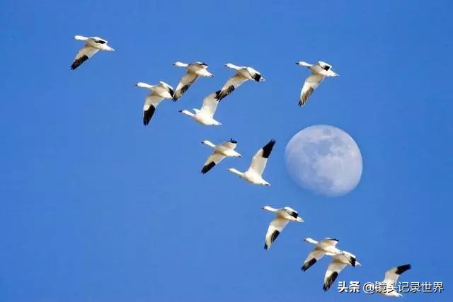 后键对焦怎么设置最清晰,后键对焦拍照技巧