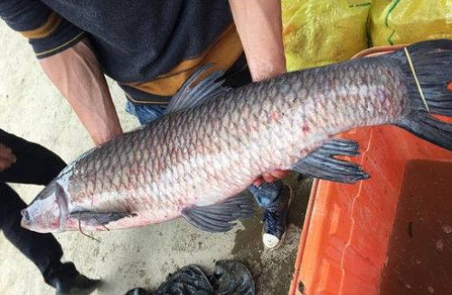 无铅钓青鱼技巧全攻略,无铅钓青鱼的技巧细节