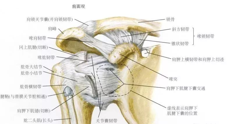 肩关节后伸动作解剖,肩关节的关节囊解剖