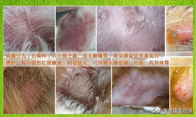 治疗犬皮肤病的土办法,宠物犬疾病的预防与治疗论文