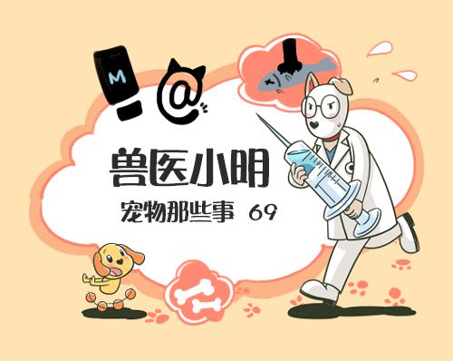 比格犬性格好不好,比格犬为什么是实验犬