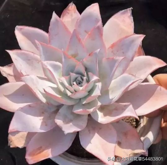 怎么养殖多肉广寒宫？掌握5个小妙招，株型紧凑又漂亮
