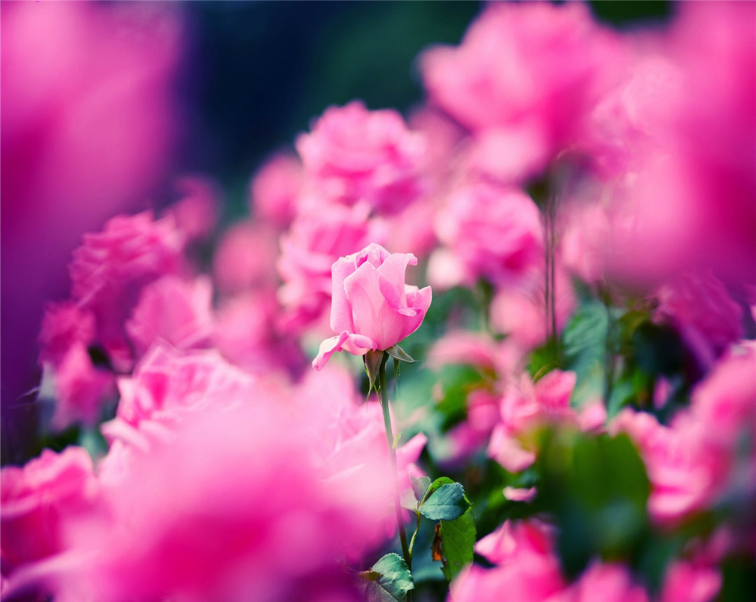蔷薇花春季怎么养护,蔷薇花的养护和施肥方法