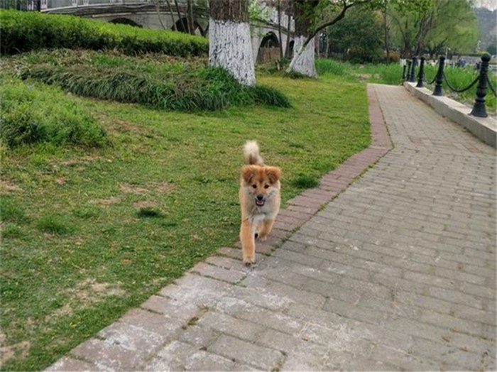 农村养狗不拴狗绳违法吗,家庭养狗及遛狗有何规定