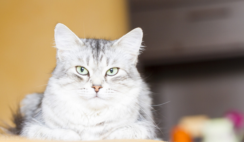 猫会报复性拉尿吗,猫为什么会乱拉便便乱叫