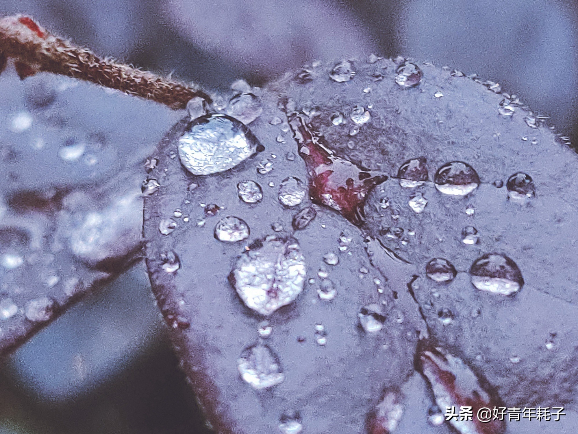 小米94800万像素拍照评测,小米cc9的相机是直出4800万吗