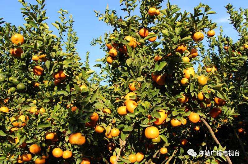 什么是弥勒教,什么是弥勒尊佛