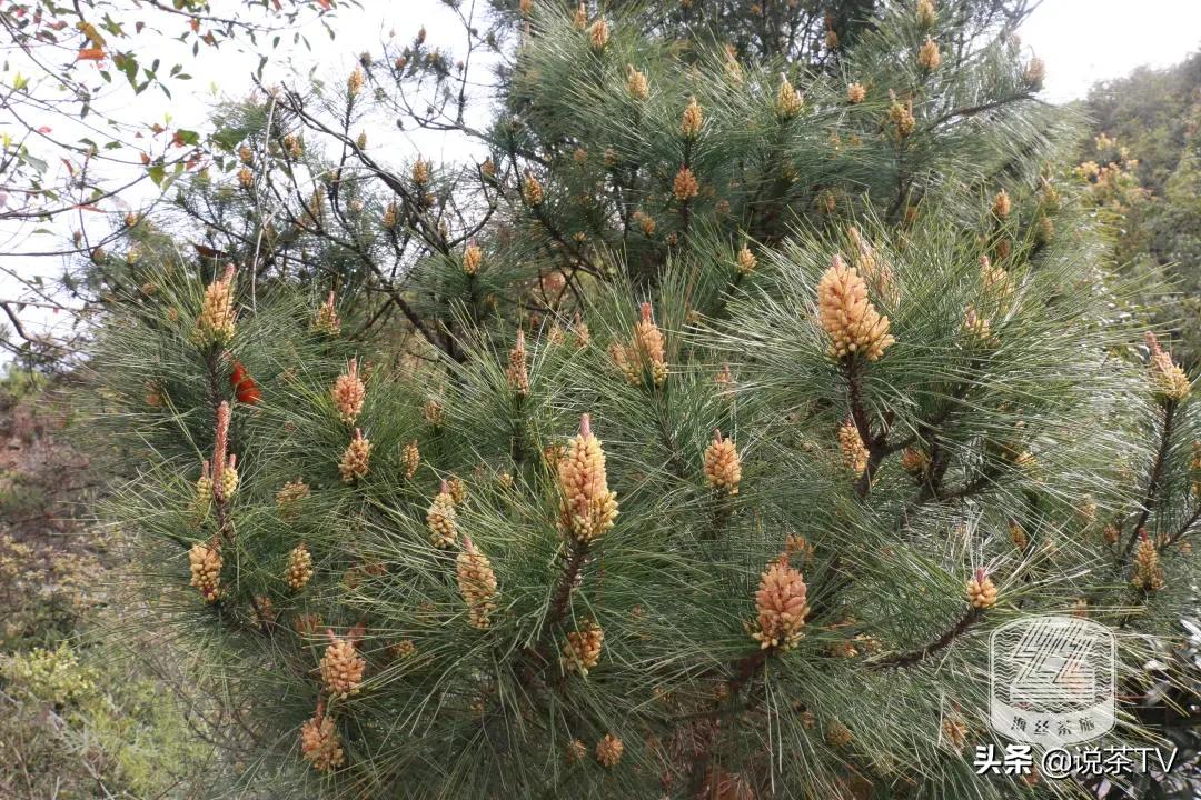 福鼎白茶还有“十不采”规定？让我们去河山有机茶园一探究竟