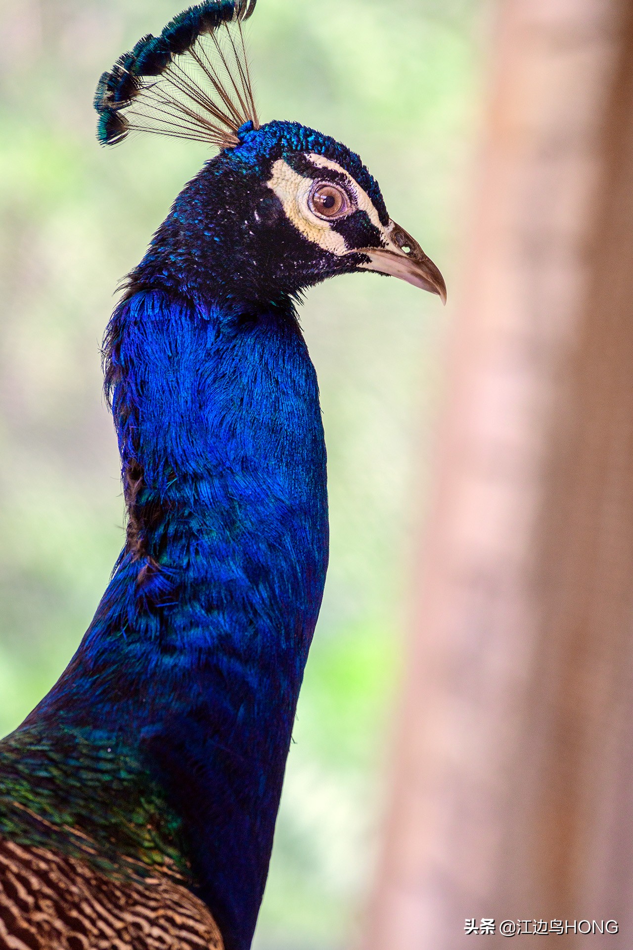 尼康z50双头套机价格,尼康z套机最低价7849