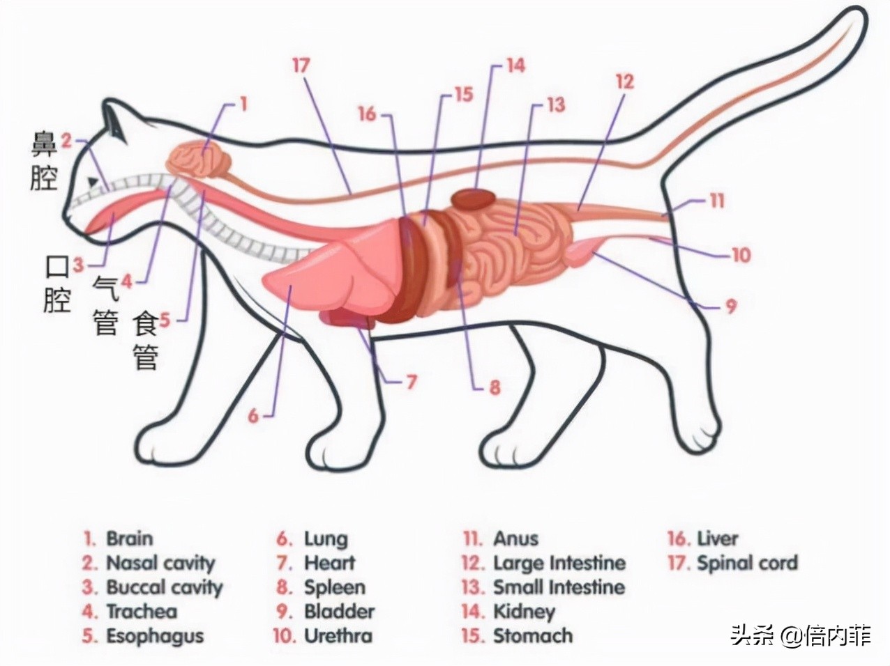 幼犬吞食异物了怎么办,怎么检查宠物是否吞食异物