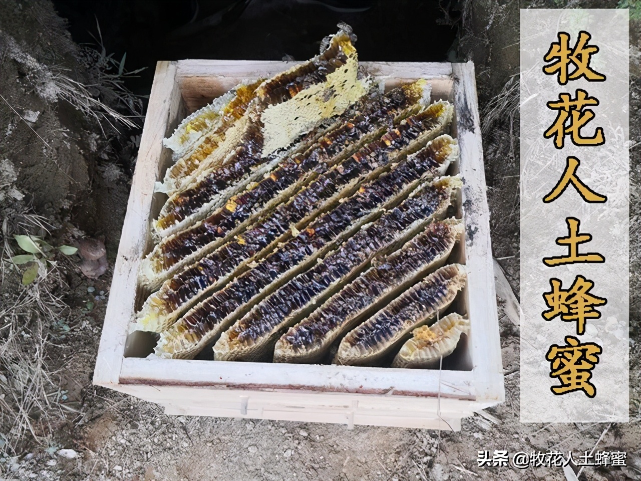 正宗土蜂蜜的价格是多少,土蜂蜜的价格农家