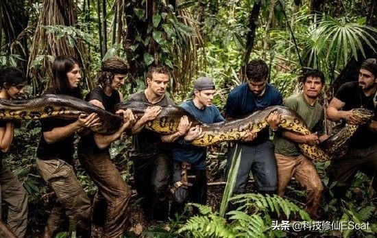 蟒蛇吃人国家赔钱吗,蟒蛇被抓为何会吐食物