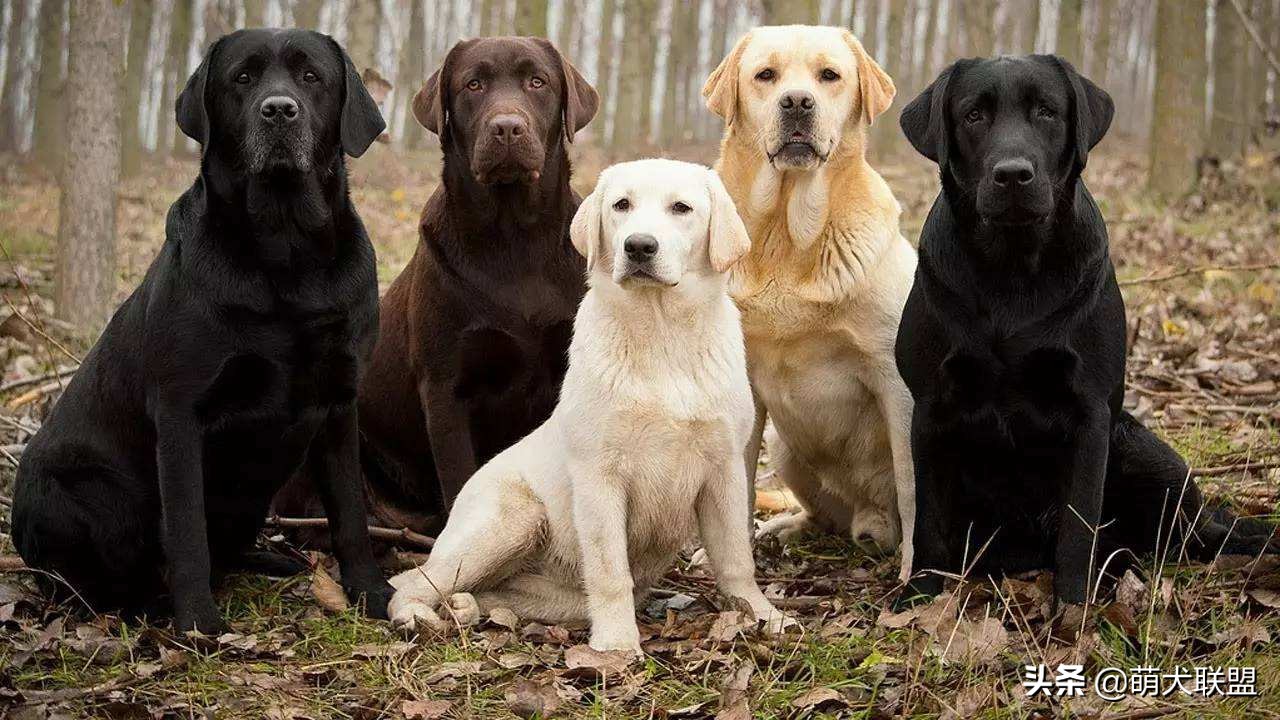 拉布拉多犬和边牧犬哪个比较好,拉布拉多犬多少钱一只比较合适