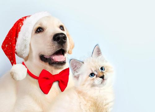 猫狗吃咸了会怎么样,猫狗能吃盐和味精吗