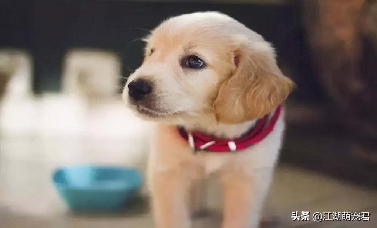 养狗一定不能让狗走在前面么,养狗不遛狗的后果