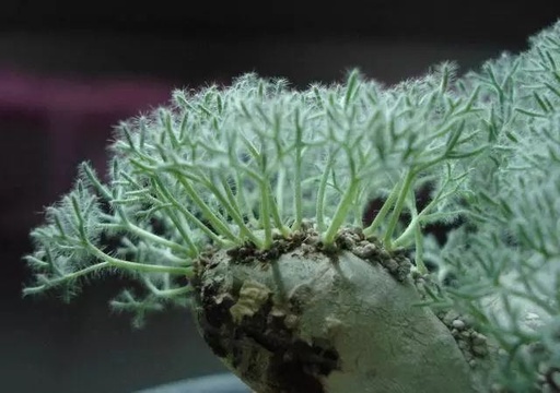 世界十大罕见花卉,世界名贵花卉高清大图