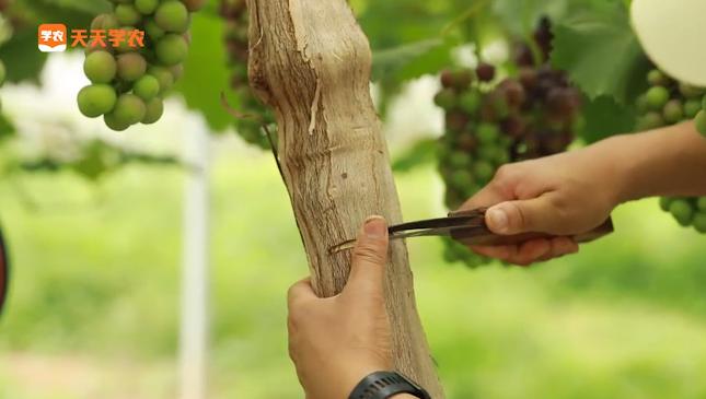 怎样能促进葡萄早成熟,葡萄上市新方法