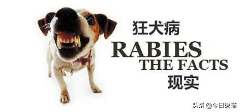 被自己猫咪咬伤需不需要打疫苗,被自己猫咪抓了要不要打狂犬疫苗