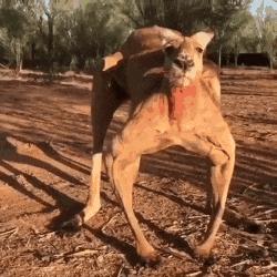 搞笑gif趣图兄弟们来跟我一起摇摆,大哥搞笑动图gif