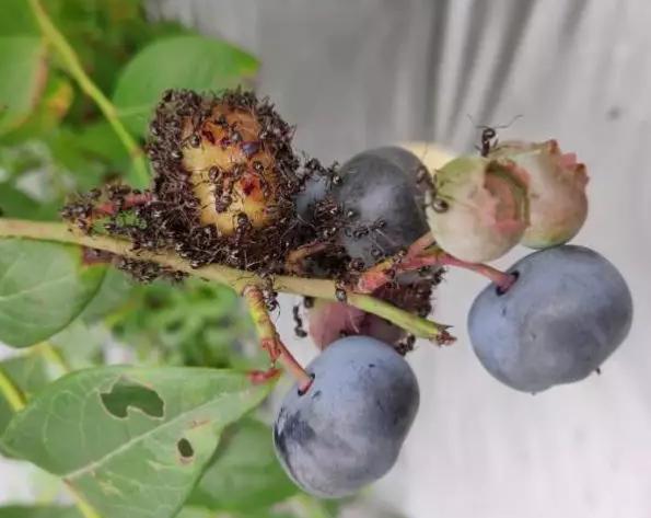 蓝莓种植常见虫害,蓝莓病虫害防治视频教学